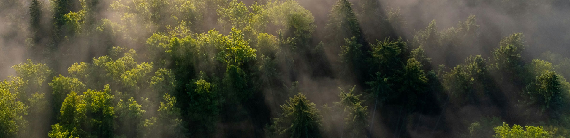 Forest Mist 1920 466