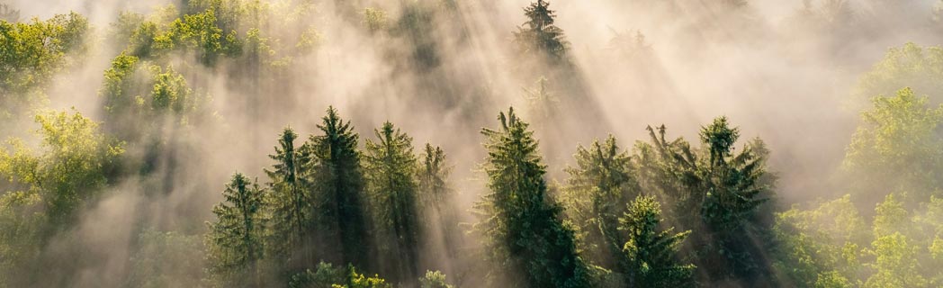 Metalcolor Environment Banner - Forest covered in mist